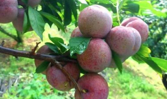 芙蓉李是上火的吗