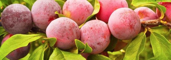 芙蓉李是上火的吗