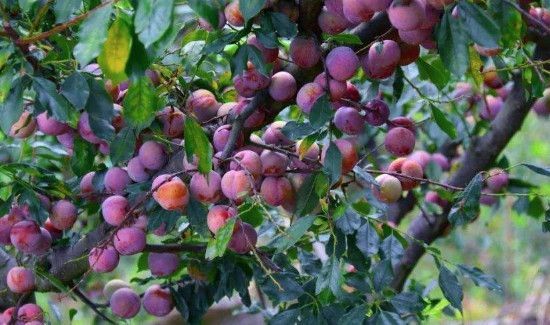 芙蓉李是上火的吗