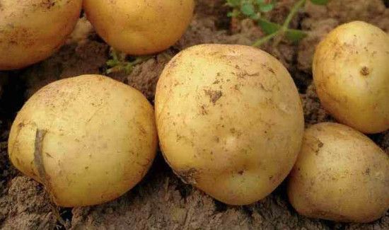 土豆可以削皮后冷冻保存