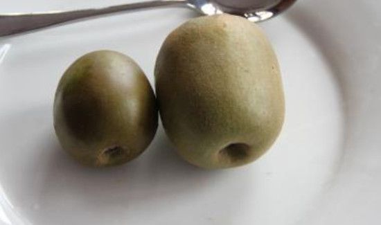 猕猴桃很硬怎么催熟