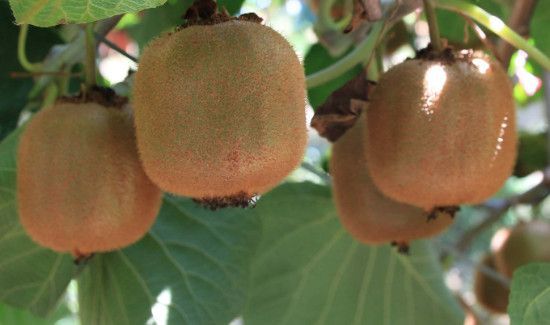 猕猴桃很硬怎么催熟