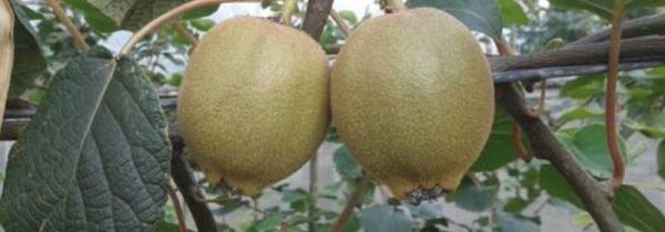 猕猴桃很硬怎么催熟