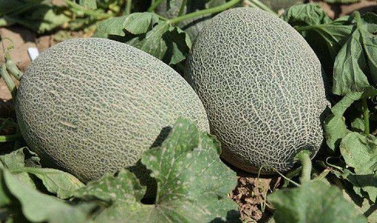 哈密瓜在冰箱能放多久