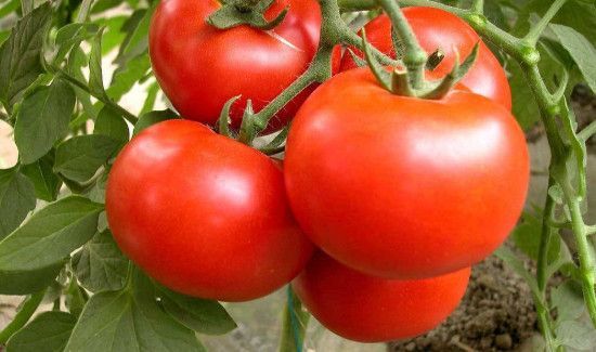 木耳西红柿可以一起吃吗