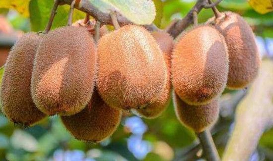 猕猴桃和牛奶能一起榨汁吗