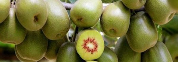 猕猴桃和牛奶能一起榨汁吗