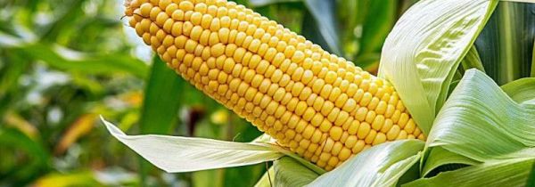 玉米煮久了会变老吗