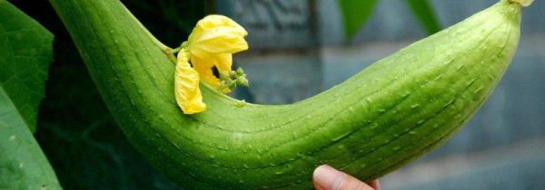 炒熟的丝瓜有点苦味可以吃吗