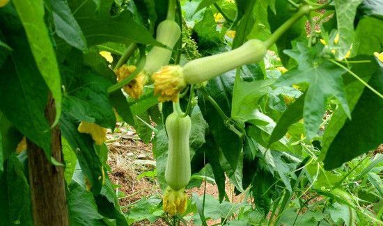 炒熟的丝瓜有点苦味可以吃吗