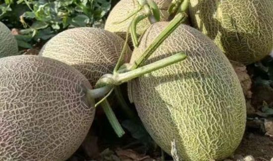 哈密瓜切开了第二天还能吃吗