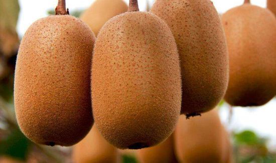 为什么猕猴桃放几天了还是硬的