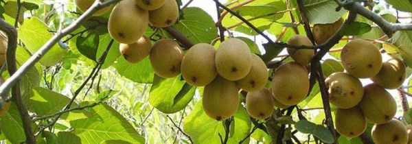 为什么猕猴桃放几天了还是硬的