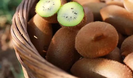 为什么猕猴桃放几天了还是硬的