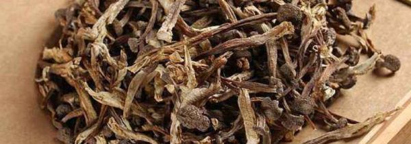 鹿茸菇不能和什么一起吃