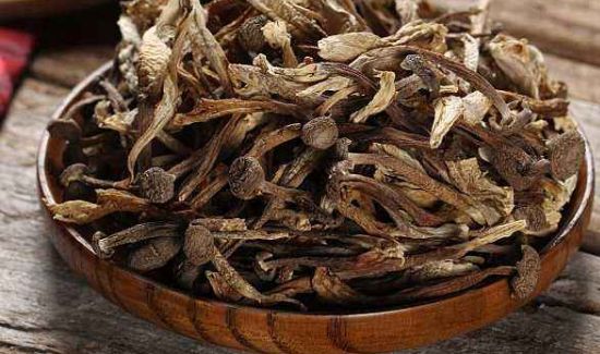 鹿茸菇不能和什么一起吃