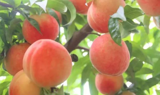 纯牛奶和桃子可以一起榨汁吗