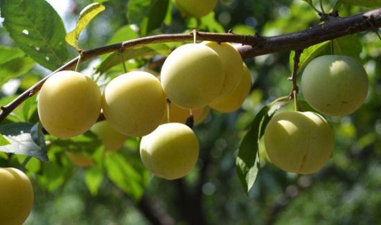 李子和梨能一起吃吗