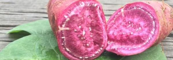 山芋不能和什么食物一起吃吗