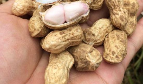 花生壳发霉里面没霉可以吃吗
