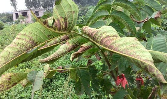 桌子上有蚂蚁怎么处理能消灭