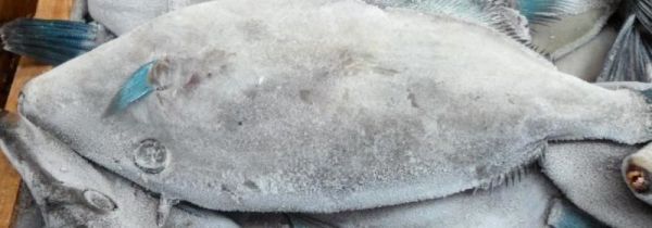 飞机上能带冷冻海鲜吗