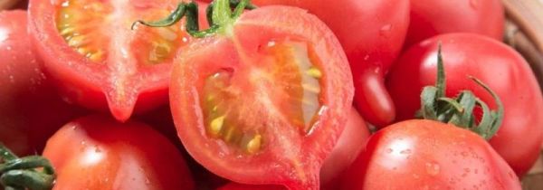 白萝卜和西红柿可以一起吃吗