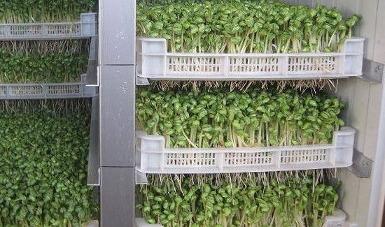 豆芽机怎么发豆芽