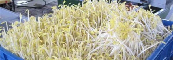 豆芽机怎么发豆芽