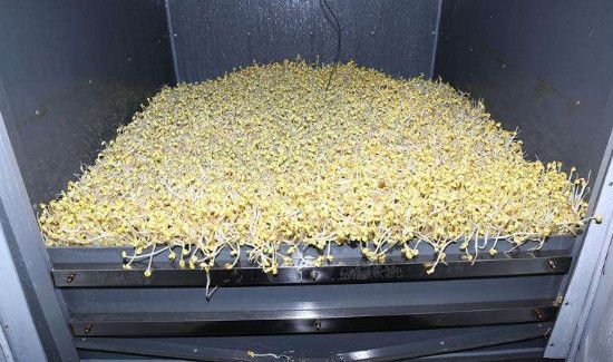豆芽机怎么发豆芽