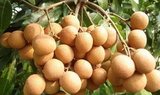 龙眼放冰箱保鲜可以保存几天