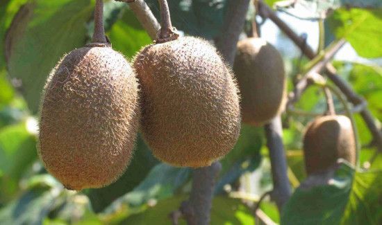 猕猴桃不熟可以吃吗