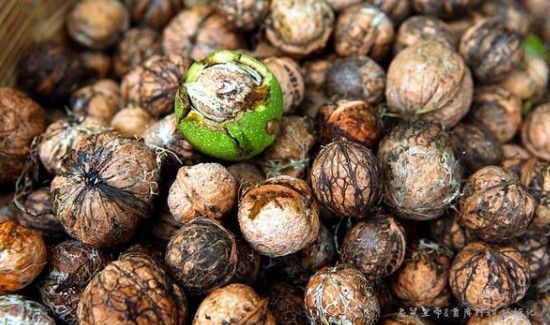 青皮核桃怎样处理