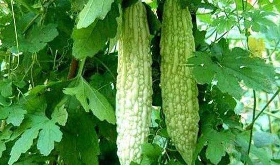 苦瓜里的籽是红色的可以吃吗