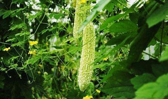 苦瓜里的籽是红色的可以吃吗