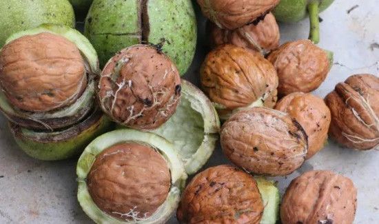 剥核桃弄一手黑怎么洗