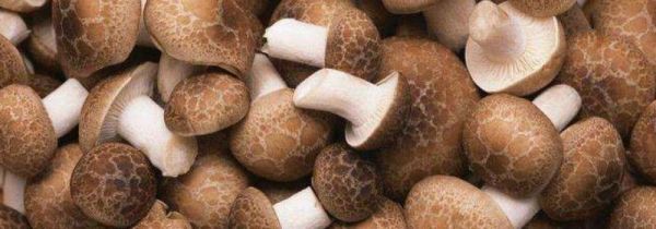 新鲜香菇放冰箱可以放多久