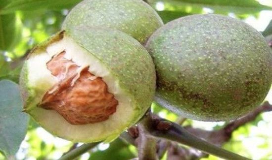 新鲜核桃可以放冰箱冷冻保存吗