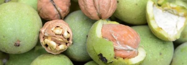 新鲜核桃可以放冰箱冷冻保存吗