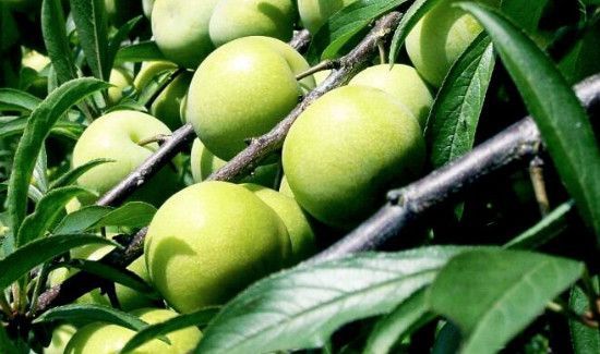 李子里面发黑能吃吗