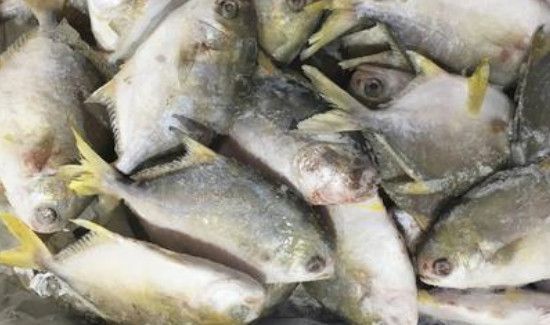 鱼可以放冰箱保鲜几天