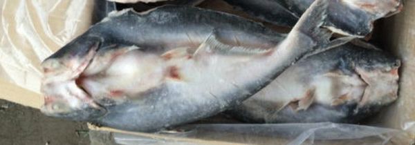 鱼可以放冰箱保鲜几天