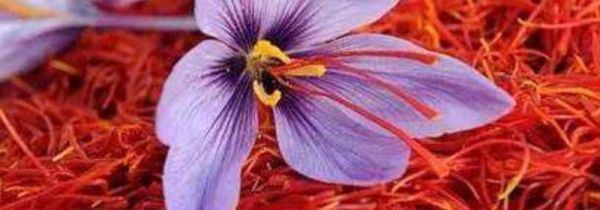 藏红花和枸杞子可以一起泡水喝吗