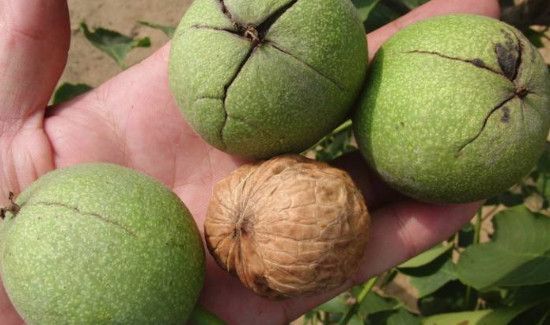 核桃青皮怎么快速去掉