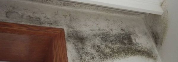 梅雨季节墙壁发霉怎么办