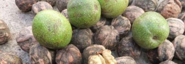 核桃青皮怎么快速去掉