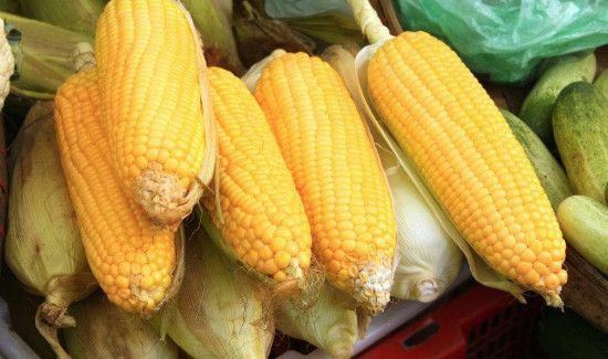 玉米冷藏一周可以吃吗