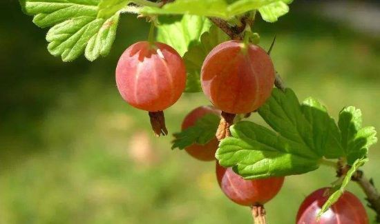 灯笼果可以直接吃吗