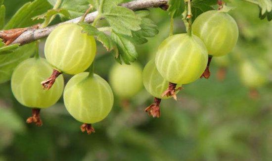 灯笼果可以直接吃吗