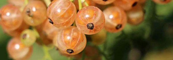 灯笼果可以直接吃吗